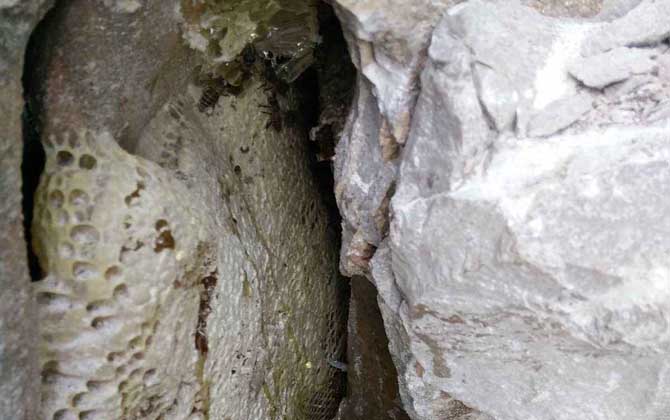野生蜜蜂在哪里筑巢