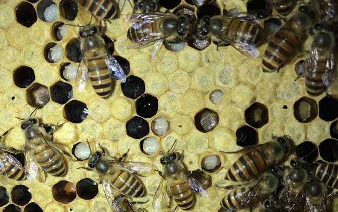 中蜂白头蛹怎么防治有效