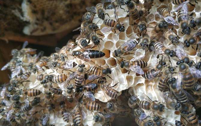 家里有蜜蜂窝怎么处理