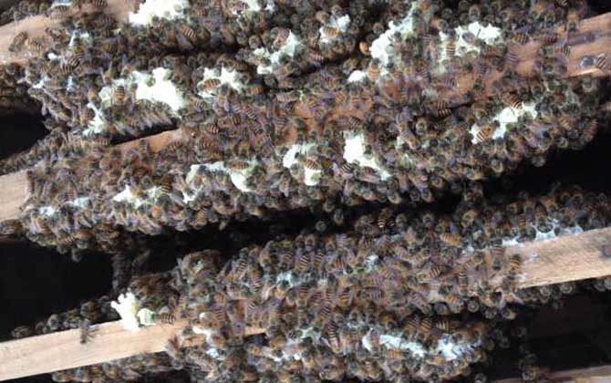 怎么正确给蜜蜂加脾