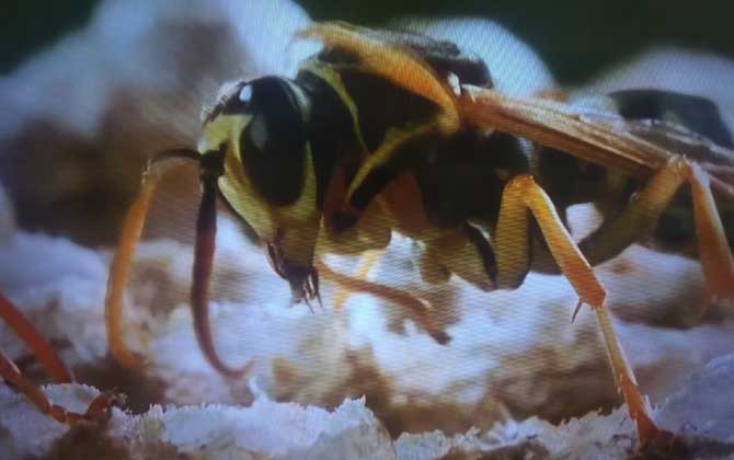 怎么才能彻底赶走马蜂