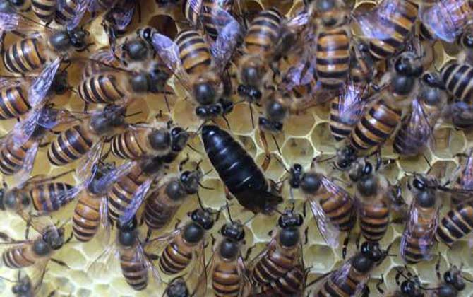 中蜂不产卵