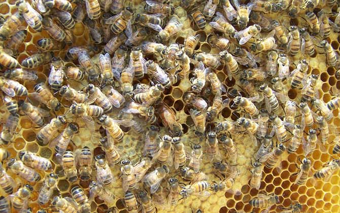 杀死蜂王蜜蜂会怎么样