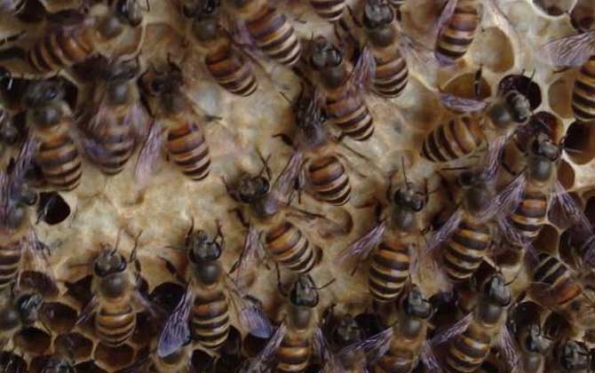 中华蜜蜂有哪些优点和缺点