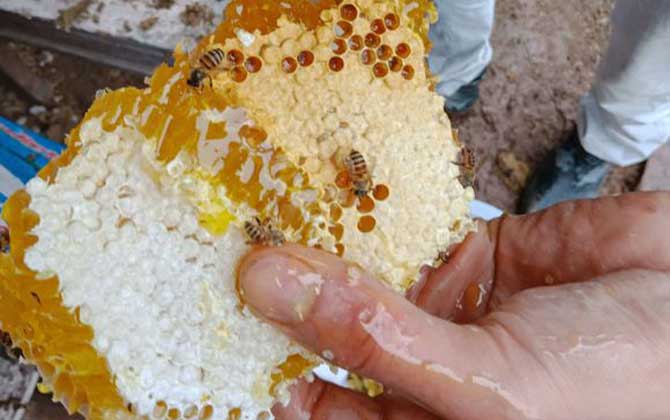 哪些人不适合养蜜蜂