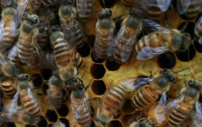 蜂巢是怎么形成的