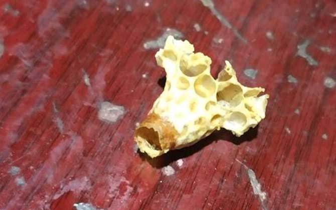 中蜂为什么产大量雄蜂