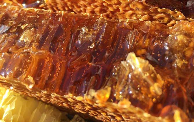 土蜂蜜的产地在哪里