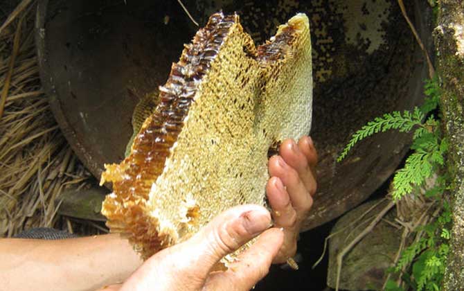 土蜂蜜为什么颜色很深