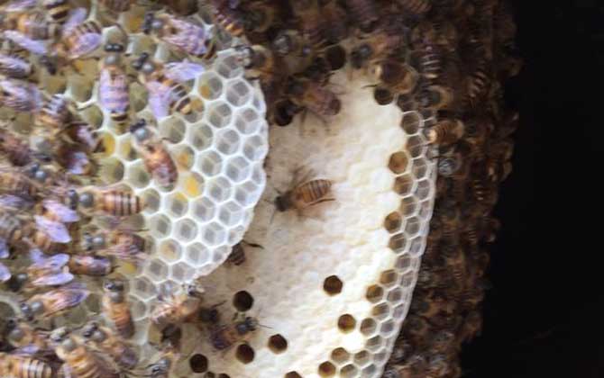 中蜂强群的标准是怎样的