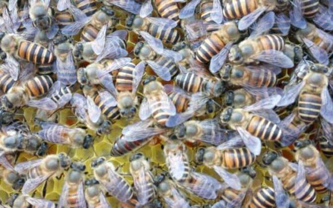 中蜂怎么喂白糖快速造脾