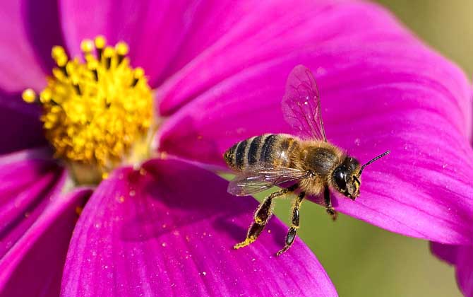 工蜂为什么不能正常生育