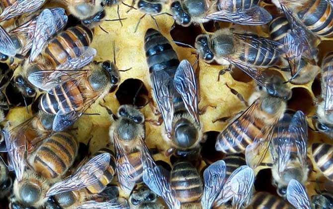 没有蜂王怎么养好蜜蜂