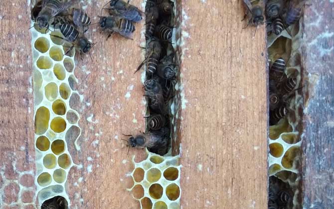 中蜂什么时候过箱