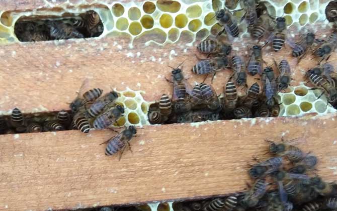 中蜂过箱后怎样管理