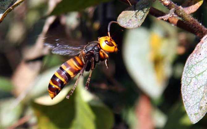 鸡笼蜂真的能蛰死人吗