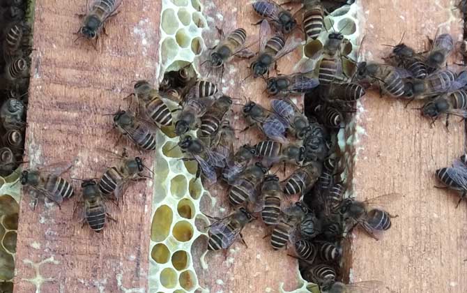 中蜂双王群怎么组织最安全