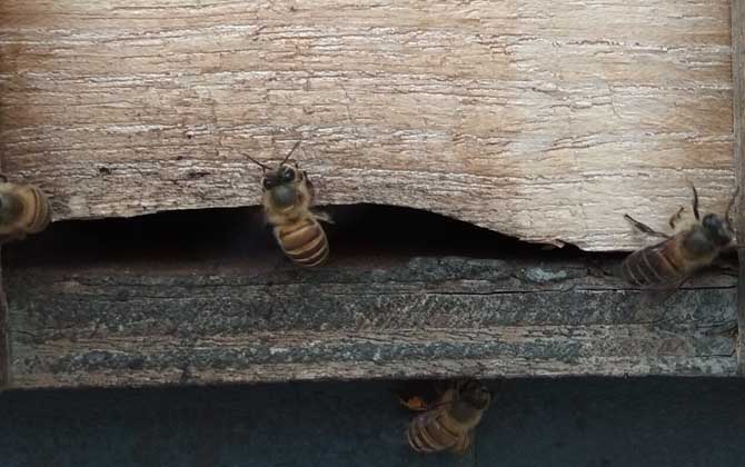 中蜂双王群有哪些利与弊