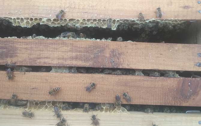 大蜂箱好还是小蜂箱好