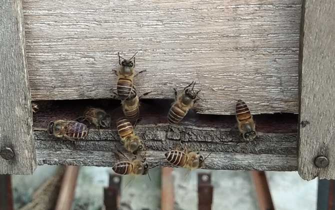 怎么判断蜂群是否失王