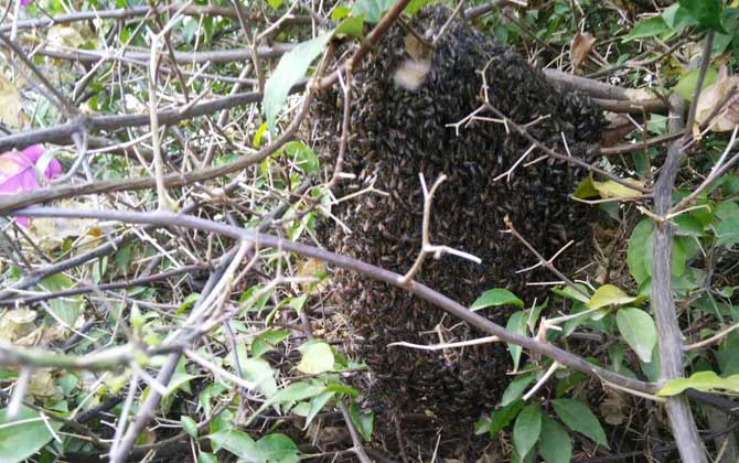 野生蜜蜂怎么抓到蜂王