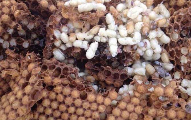 雄蜂蛹是怎么生产的