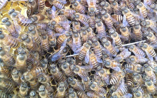 中蜂什么时候开始春繁