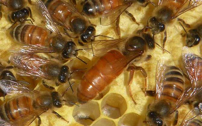 蜂群为什么不能没有蜂王