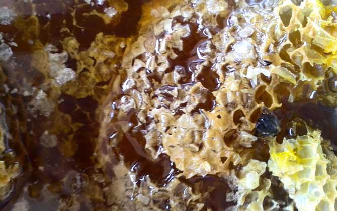 土蜂蜜好还是意蜂蜜好