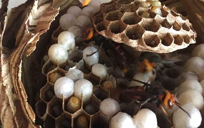 蜂蛹是怎么形成的