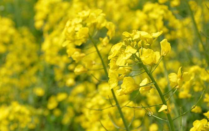 哪种蜜源植物的花期最长