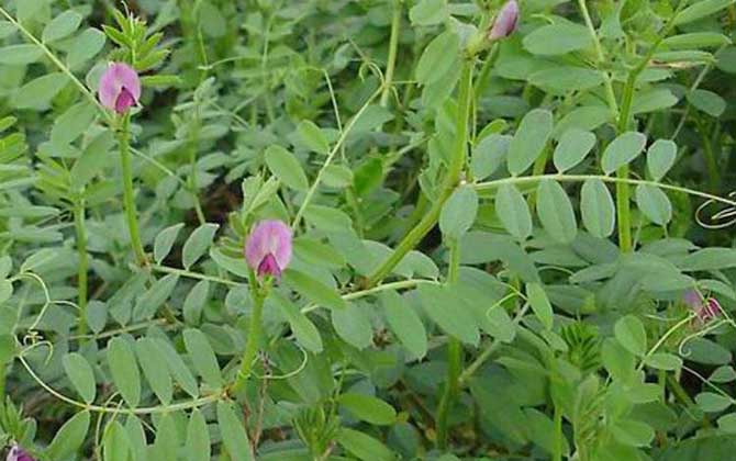 夏季有哪些主要蜜源植物