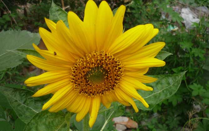 秋季有哪些主要蜜源植物