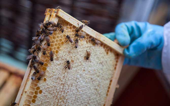 急造王台会发生分蜂吗