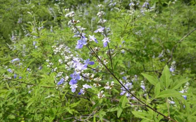 荆条什么时候开花