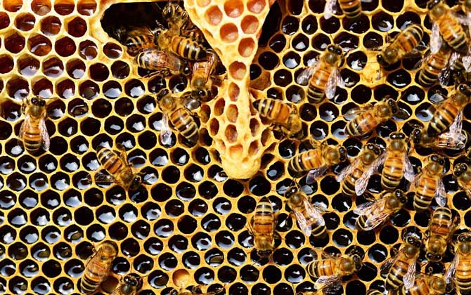 急造王台出的蜂王好吗