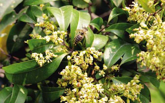 荔枝什么时候开花