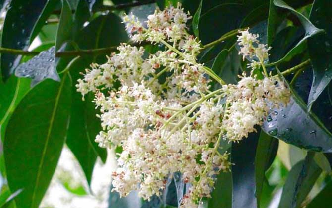 龙眼什么时候开花