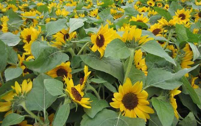 向日葵什么时候开花