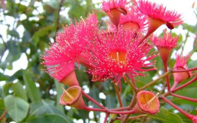 桉树什么时候开花