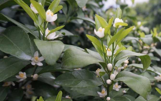 柑橘树什么时候开花