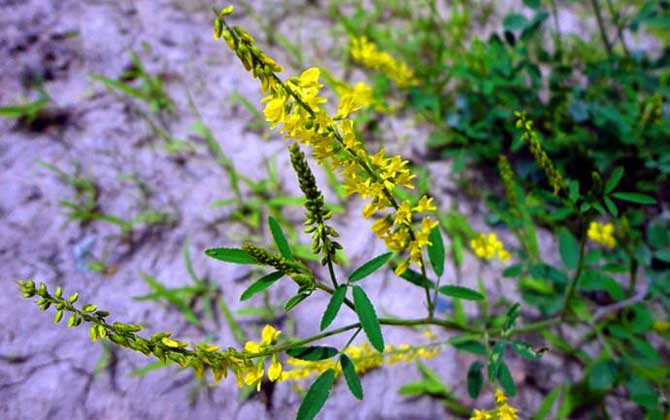 草木樨什么时候开花