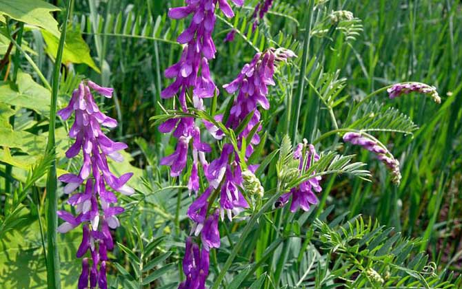 苕子什么时候开花