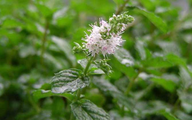 薄荷什么时候开花