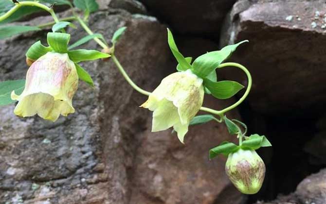 党参什么时候开花