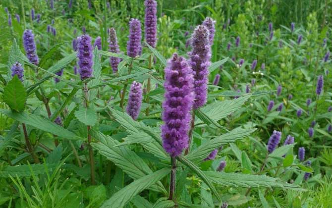 香薷什么时候开花