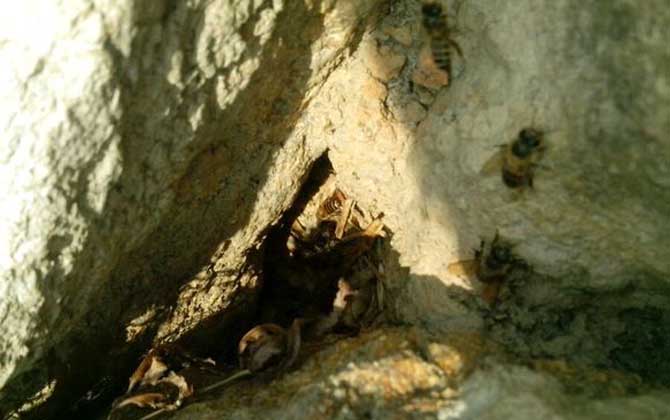 野生蜜蜂什么时候分蜂