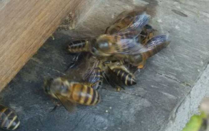 怎么知道蜂箱里有蜂王