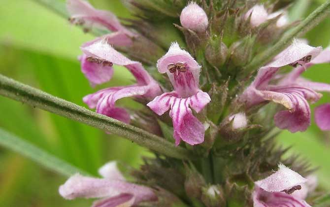 益母草什么时候开花