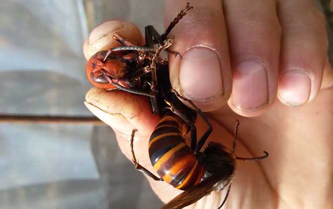 胡蜂(马蜂)养殖风险高吗
